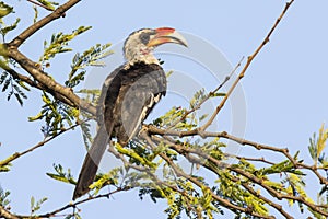 Von der Deckens Hornbill male sitting on a branch of a tree on a