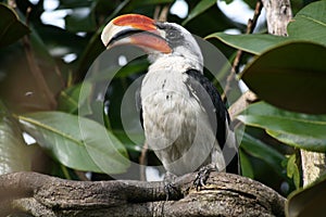 Von der Deckens Hornbill (Toucan)