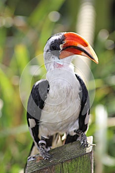 Von der Deckens Hornbill (Toucan)