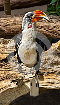 Von der Deckenâ€˜s deckenâ€˜s hornbill tockus deckeni, adult on tree trunk