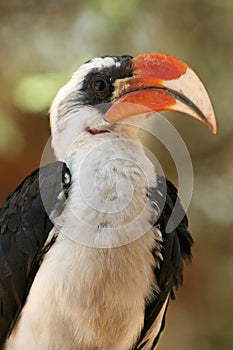 Von der Deckenâ€™s hornbill