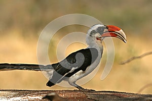 Von der Deckenâ€™s hornbill