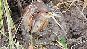 Von Schrencks Bittern (Ixobrychus eurhythmus) male