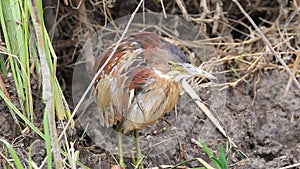 Von Schrencks Bittern (Ixobrychus eurhythmus) male