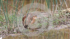 Von Schrencks Bittern (Ixobrychus eurhythmus) male