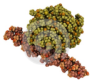 Von Willebrand factor A3 domain bound to collagen. Defects and deficiencies cause bleeding diseases. 3D rendering. Atoms are. photo