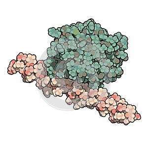 Von Willebrand factor A3 domain. Defects and deficiencies cause bleeding diseases. photo