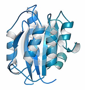 Von Willebrand factor A3 domain. Defects and deficiencies cause bleeding diseases. photo