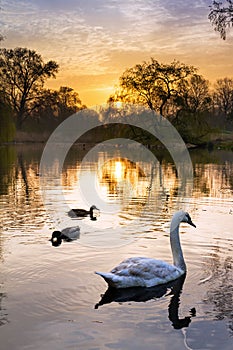 Vondelpark sunrise birds