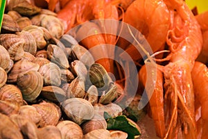 Vongole seashells shrimps background