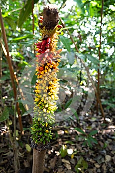 Voodoo Lily or Corpse Flowers in the fruit stage of evolvement inside a jungle in Malaysia