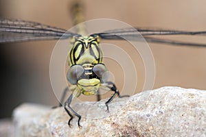 Kleine tanglibel, Small Pincertail, Onychogomphus forcipatus photo