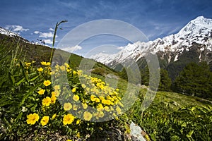 Voorjaarsganzerik, Alpine Cinquefoil, Potentilla crantzii