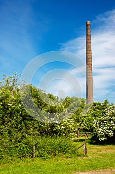 Blooming elderberries and an old chimney along the River Waal at Bemmel, Gelderland, the Netherlands.