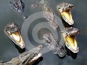 Voracious crocodile photo