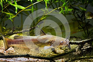 Voracious freshwater predator Channel catfish, Ictalurus punctatus in European cold-water river biotope aquarium