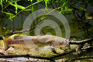 Voracious freshwater predator Channel catfish, Ictalurus punctatus in European cold-water river biotope aquarium photo