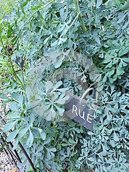 Voracious growth of herb Rue with small slate sign