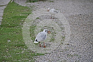 Voracious gull on the shore collecting chunks of food