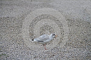 Voracious gull on the shore collecting chunks of food