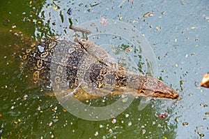 Voranus salvator swimming in the water