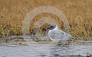 Vorkstaartmeeuw, Sabines Gull, Xema sabini