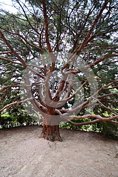 Vorontsov Park in Alupka