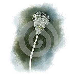 Vorticella photo