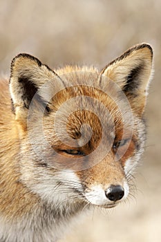 Vos, Red Fox, Vulpes vulpes