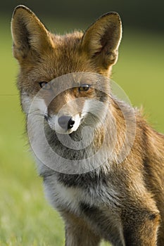 Vos, Red Fox, Vulpes vulpes