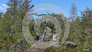 Vottovaara Karelia - ugly tree