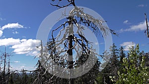 Vottovaara Karelia - ugly tree photo