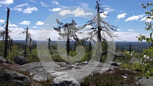 Vottovaara Karelia - ugly trees photo