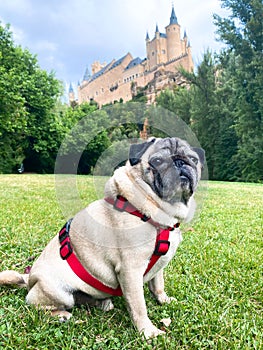 Voyager avec un chien. Portrait de chien devant El Alcazar de SÃÂ©govie. photo