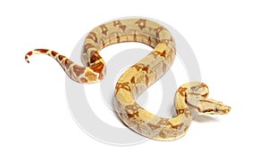 VPI sunglow het Anery Boa constrictor, isolated