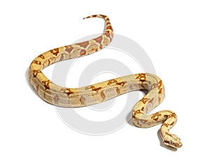 VPI sunglow het Anery Boa constrictor, isolated on white photo