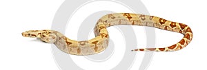 VPI sunglow het Anery Boa constrictor, isolated on white photo