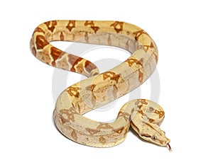 VPI sunglow het Anery Boa constrictor, isolated on white