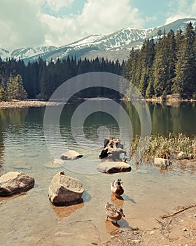 Vrbické jezero v Tatrách. Slovensko