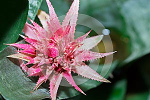 (vriesea imperialis) Bromeliad or Urn Plant (Aechmea fasciata).