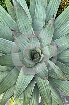 Vriesea Imperialis Carriere photo