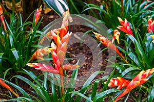 Vriesea multiflower astrid, flaming sword flowers, tropical plant specie from America