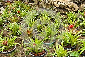 Vriesea Platynema Pineapple plant.