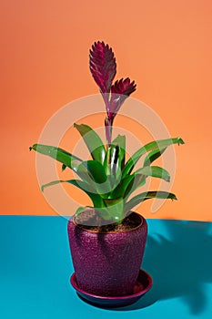 Vriesea violet inflorescence, indoor flowerpot houseplant, minimal design studio photoshoot, home decor