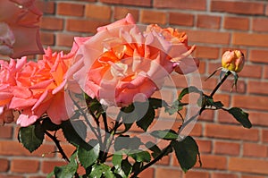 Vrious rose and rose planst in Copenhagen Denmark