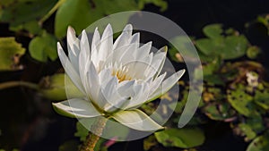 vThe small white lotus