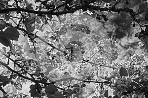 Malus Evereste. Apple tree berries, black and white photo