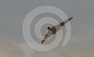 Vulcan Bomber in Flight