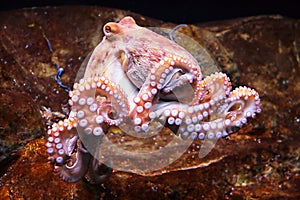 Vulgar octopus photo