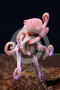 Vulgar octopus photo